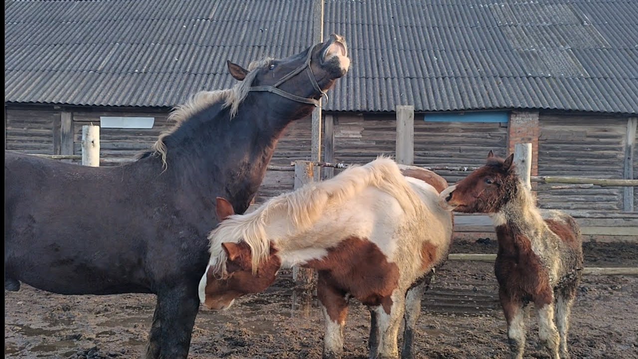 сранни случки бгмама