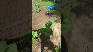 Cucumber growing hack ￼