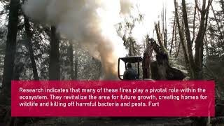 Managing Forest Fires When to Stop The Fire