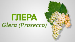 Сорт винограда Глера - итальянское вино Просекко Prosecco