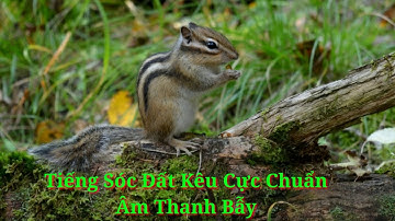 Tiếng sóc đất kêu cực chuẩn llÂm Thanh Bẫyll