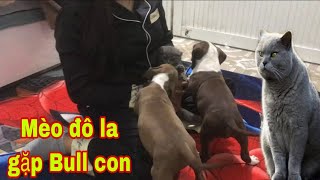 Phản Ứng Bất Thường Của Pitbull Max Và Pốp Khi Gặp Mèo Anh Đô la| Tường Vy Vlog