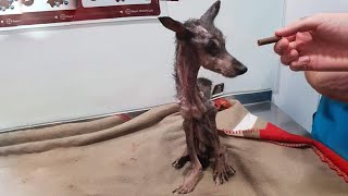 Starving Dog Looks at The Food With Great Appetite But Can't Eat It Because There's No Energy Left