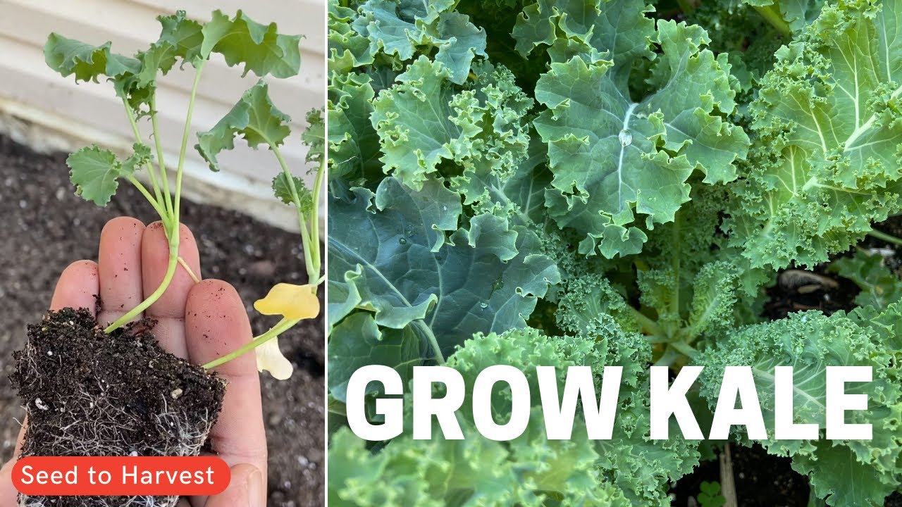 Growing Kale Seed To Harvest Youtube