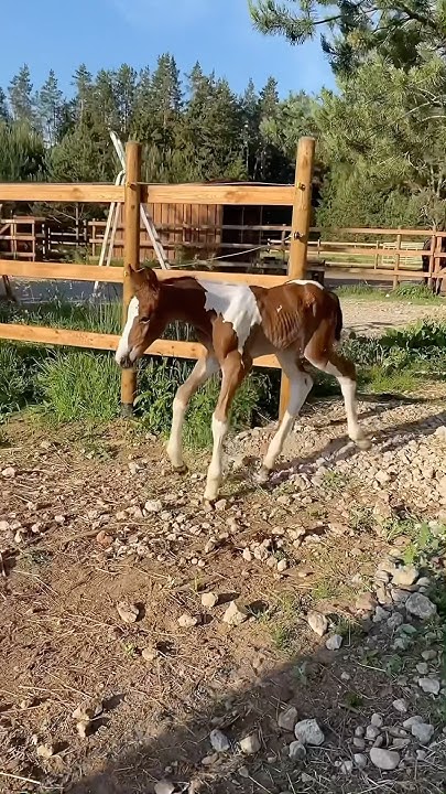 #конныйспорт #лошади #equestrian #fashion #кони #horsesport - YouTube