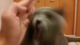 甘えにやって来た灰色猫が狂暴化してゆく様子