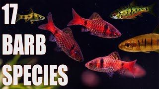 Barb Fish Species Spotlight: 17 Must-Have Varieties