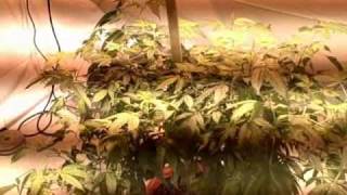 Medical Marijuana - MMJ - Spoetnik #1 Week 1 Day 2 of Flowering