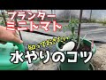 「プランターミニトマト」知っておきたい水やりのコツ【ベランダ菜園】