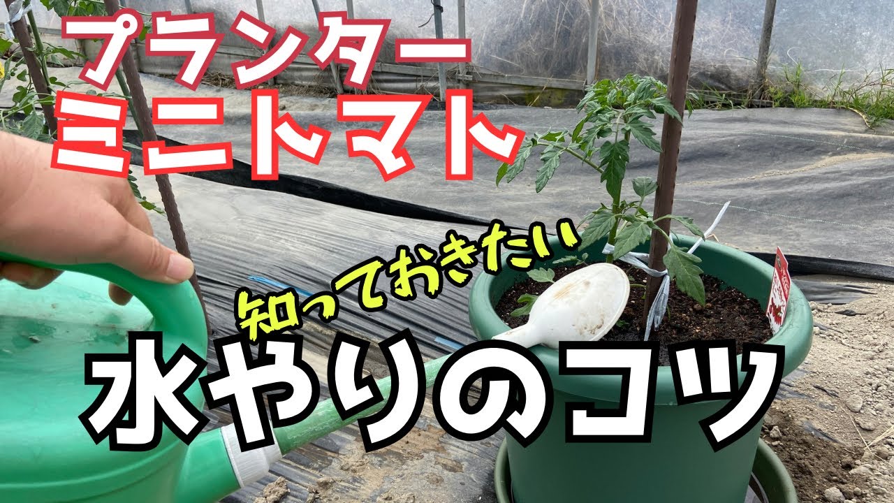 トマト 栽培 水 やり 頻度