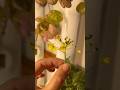 Flowering Tatsoi?! Edible & Delicious #indoorgardening #hydroponics #growyourownfood #greens