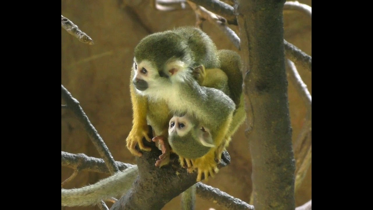 Video 2 Squirrel baby nursing YouTube