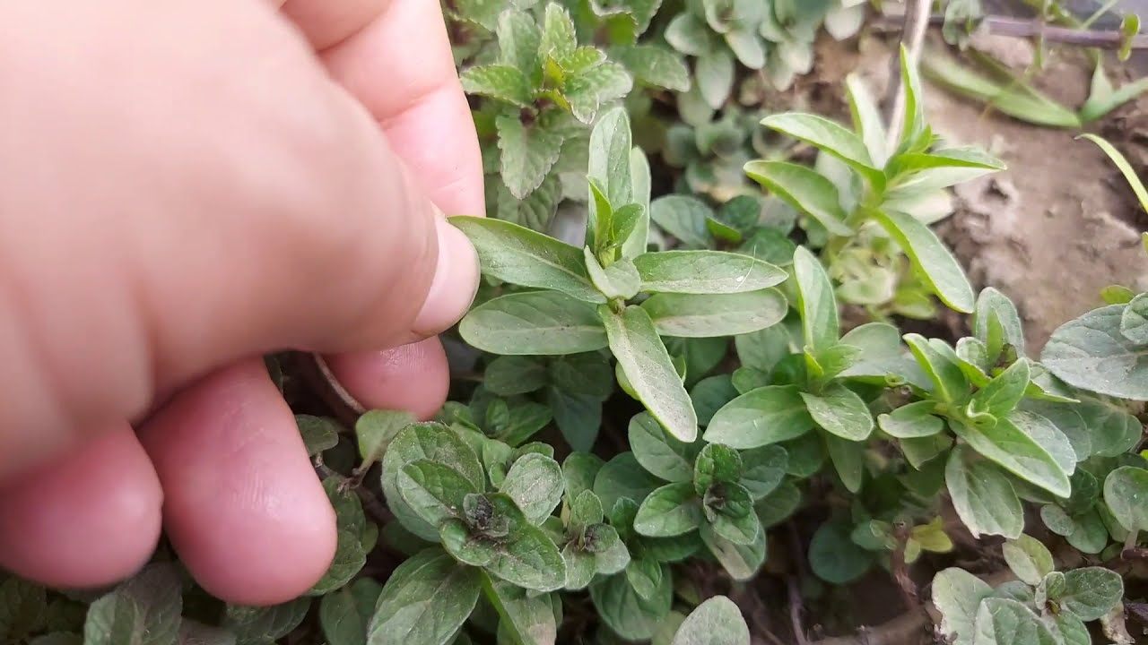 ازاي اعرف النعناع البلدي اللي طعمه حلو في الشاي وايه الفرق بين النعناع البلدي والسوري وباقي الأنواع