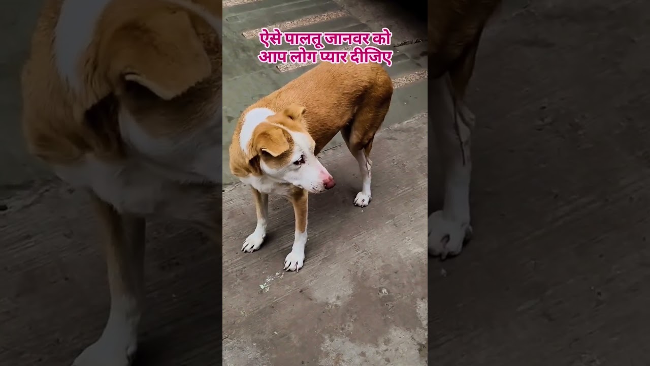 dog sound dog barking loud 