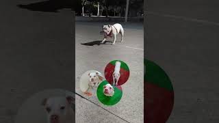 💖🥰😍LA HERMOSA TIRSA 🐶💖💞#shorts #viral #pets