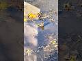 @Yarinka A sparrow has a puddle - bath 😀. Горобець миється в калюжі. #shorts #sparrows #горобці