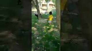 mere gaw ka nazara #goat #dogs #playingwithviewers #masti #myvillage