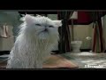 Cats And Dogs Mr Tinkles Bath 