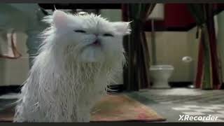 Cats And Dogs Mr. Tinkles Bath