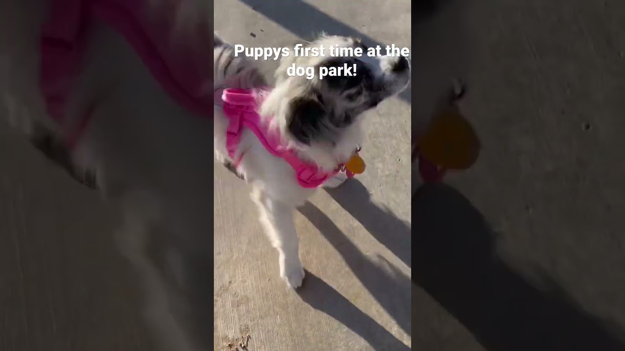 Puppy’s first visit to the Dog Park!! 