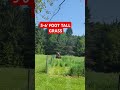 TORO Z MASTER 4000 IS A BEAST!!     #lawnmowing #brushhogging #mowingtallgrass