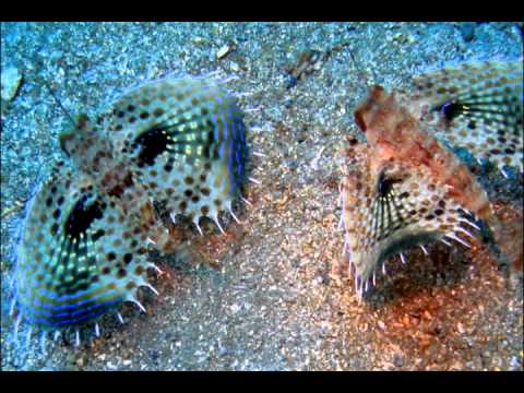 Scuba Diving. Long Dong Bay Treasures (), Taiwan ()