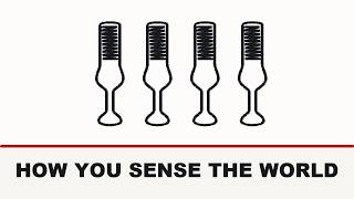 How You See And Hear  Eyes  Ears  And The Nerves