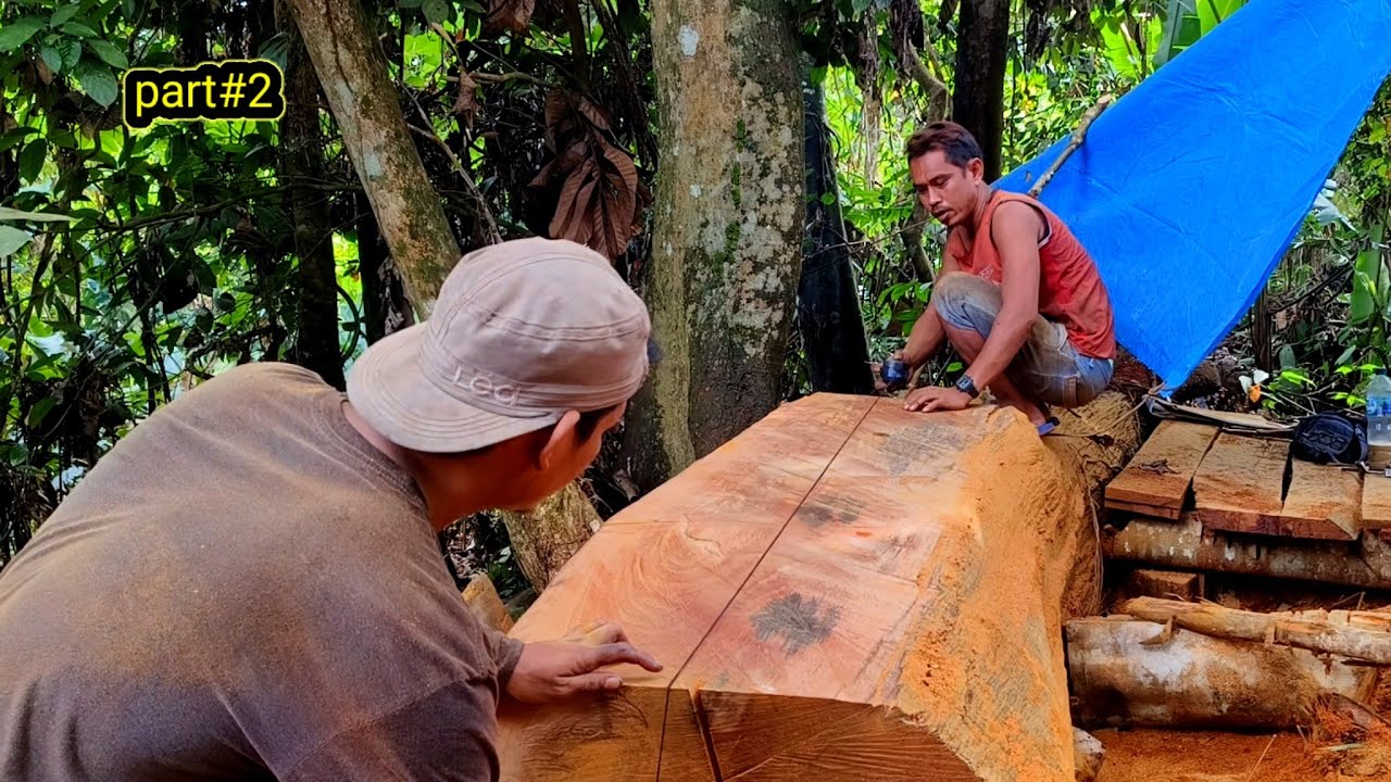 Kumbang hutan yang beruntung ‼️Sang legenda yang Belah samping kayu ulin pegunungan...