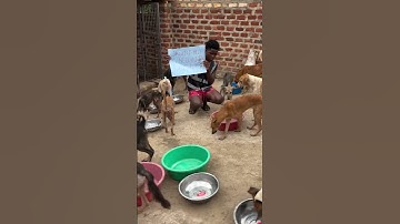 #edm#adoptstrays #animals #animalrescue #helpustohelpthem #rescue #rescuinganimals #helpthemfound