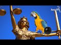 Papuga przed sądem za swobodne latanie