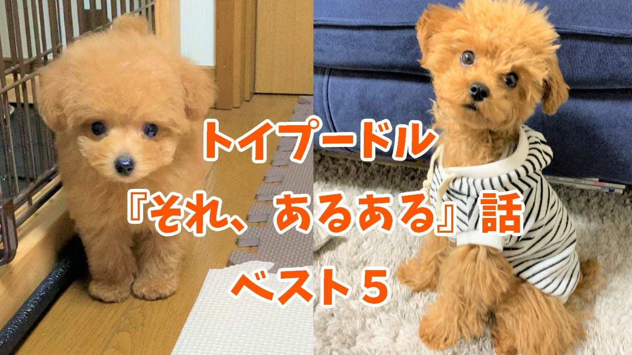 トイプードル それ あるある 話 ベスト５ 極小マイクロティーカップ トイプードル 多頭飼い Youtube