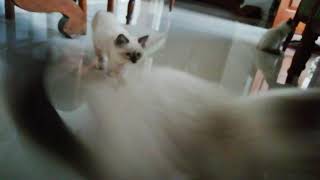 A group of Siamese cats by Siam Cat Fam 34 views 2 years ago 33 seconds
