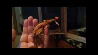 Insect collection update! 31/07/2012