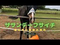 当時の最高落札価格のあの超良血馬の現在(のはずが強敵のあの2頭が、、😂)スイカよりメロン派 #リベルタス #ザサンデーフサイチ #ロサギガンティア