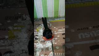 Ciri Murai Batu Sudah Kawin
