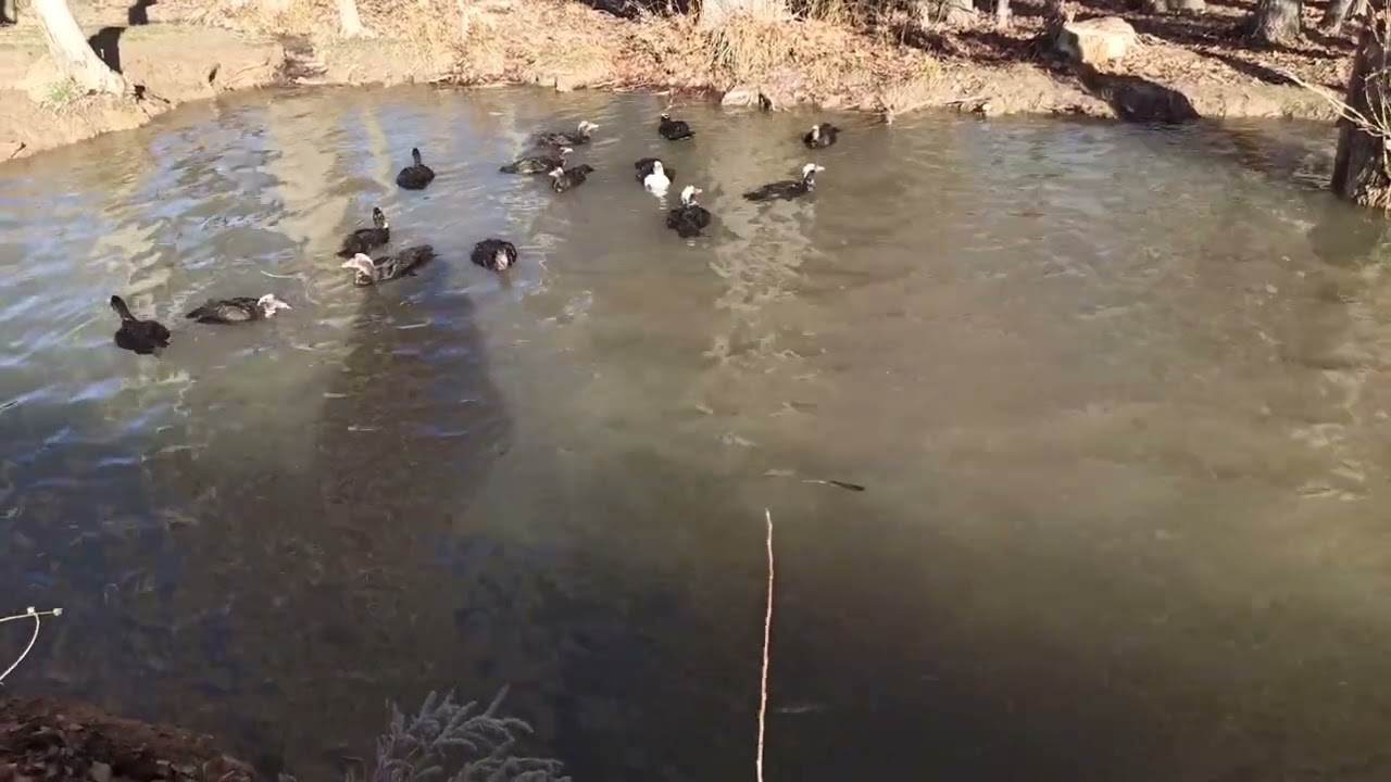 Kazları azaltmaya başladım. damızlık kaz seçiminde kararsız kaldım