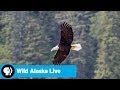 Bald Eagle Behavior and Diet