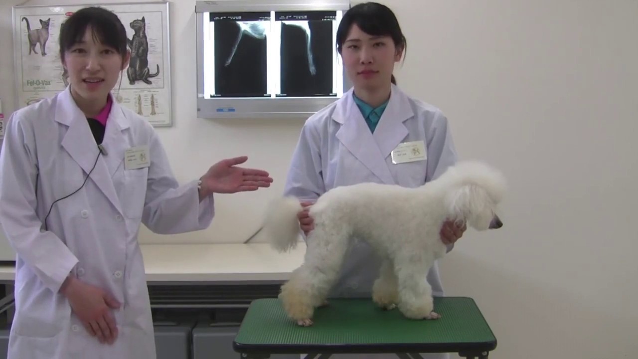 Mgl学園 模擬授業 動物看護師の魔法の技術 保定 を知ろう Youtube