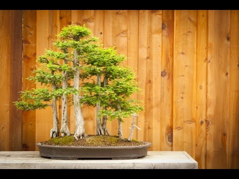 What is Bald Cypress Bonsai & Care Guide - YouTube What is Bald Cypress Bonsai & Care Guide - YouTube