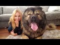 WOLF KILLER? THE CAUCASIAN SHEPHERD OVCHARKA DOG