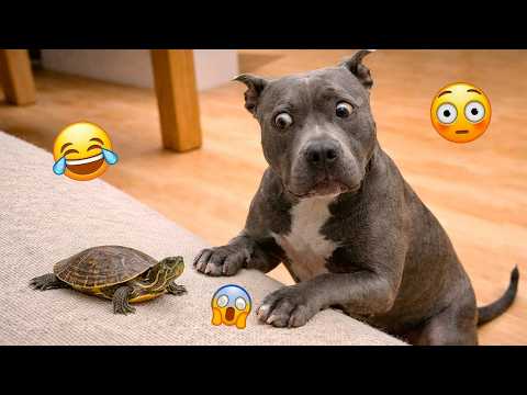CRAZY DOGS 2026 That Will Make You Laugh NONSTOP  😂🐶 Best Funny Dog Moments! #8