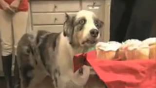 Watch Dog Has Flashbacks From Vietnam