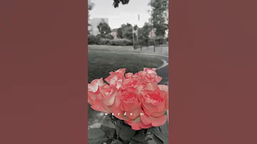 لا لا لا يا ولفي لا لا وغزالة شردت شردت لحالا وفيق حبيب تصويري تصميمي حالات وردة حالات واتس 