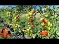 商店买来一个西红柿种出了吃不完的果实｜西红柿从种子到收获｜西红柿的生命周期