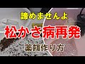 【金魚飼育】松かさ病再発～諦めませんよ！