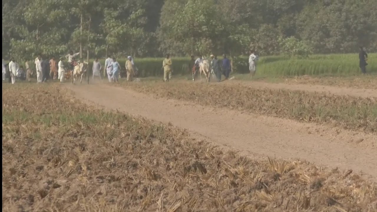 New Oxl Race in 13 October 2023 اڈا  متی تلPunjab ka Visa  bit ka jalsa all janubi Punjab ke bail