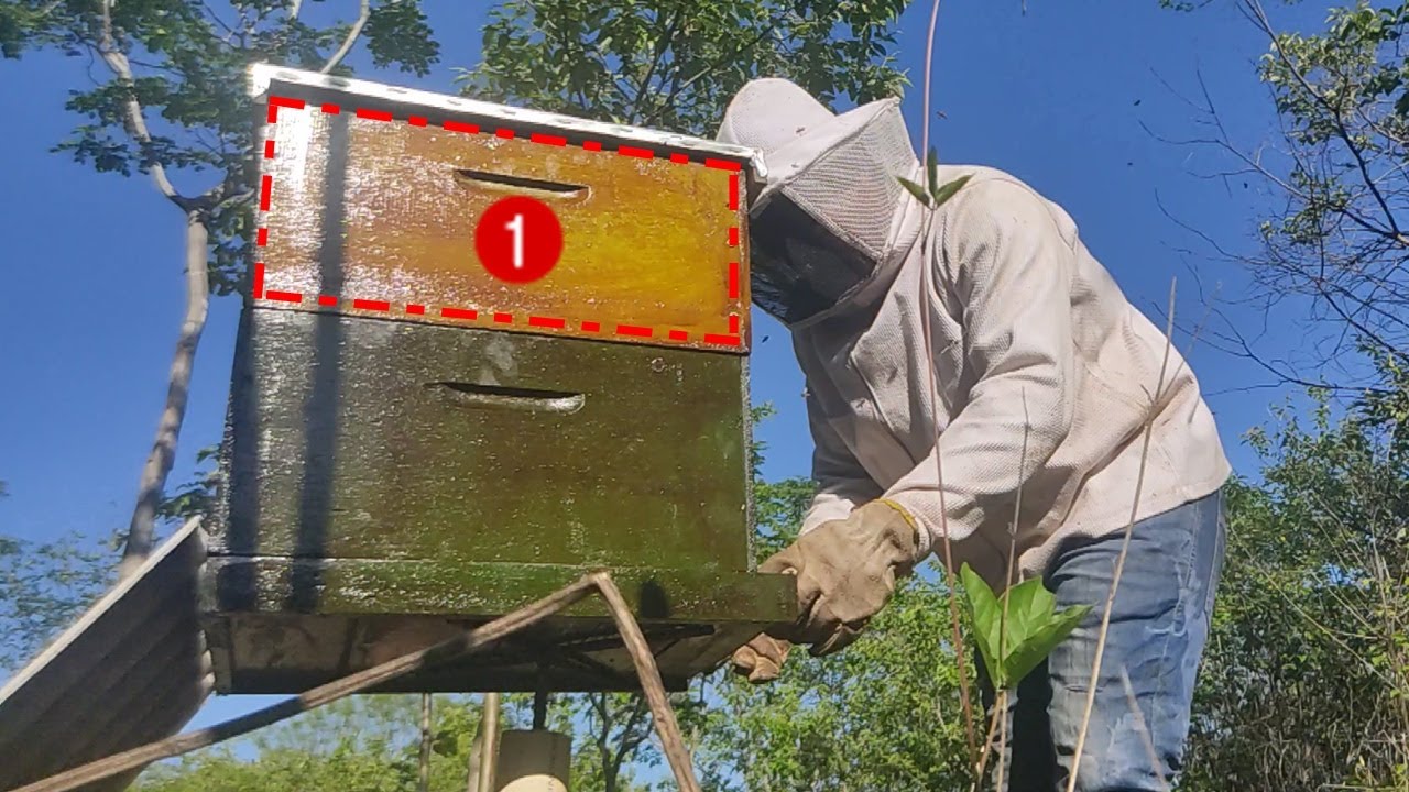 QUANDO COLOCAR O PRIMEIRO SOBRE NINHO? (TEMPO CERTO SEM ERRO)