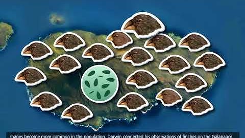 Evolution & Natural Selection [3D Animation]