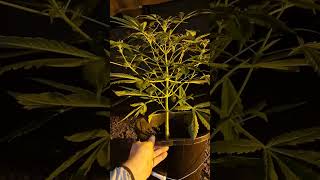 Top phenotype guava zkittlez in flower💢💥💢💥💢