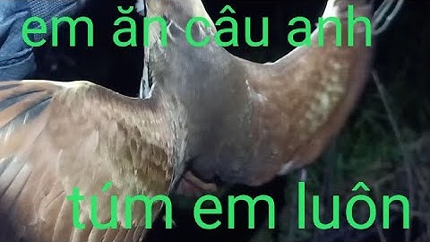 Cắm Câu cá lóc bằng mồi nhái, dính luôn loài chim đi ăn đêm